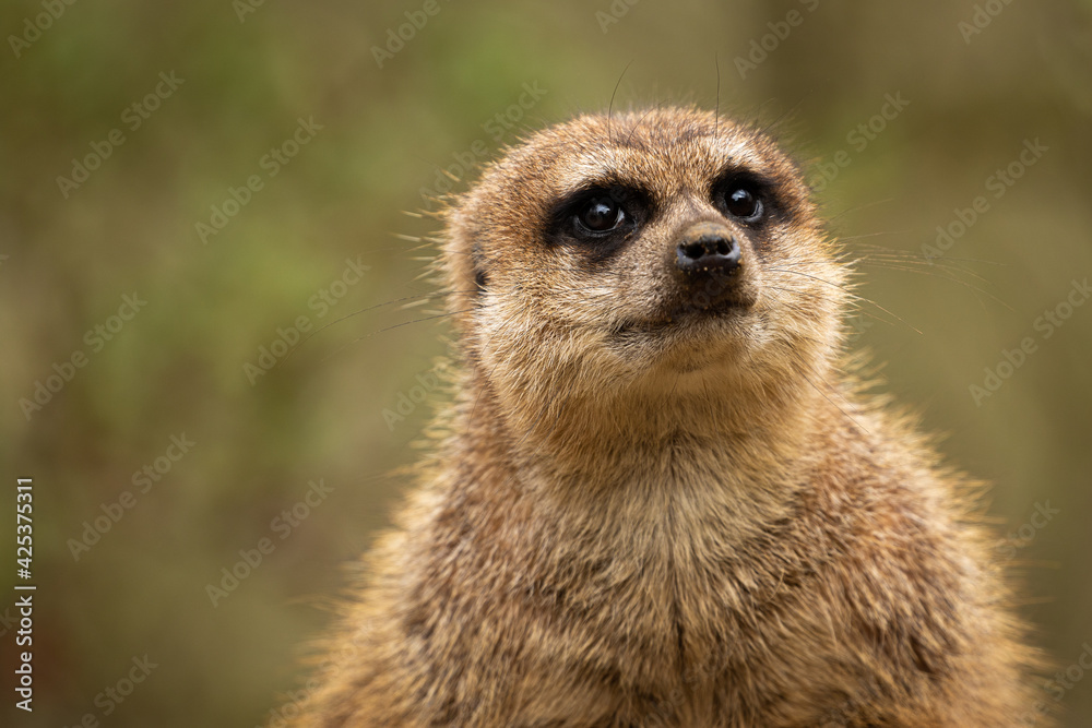 Erdmännchen Erdmännchen