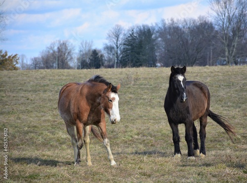 horse and foal © Vito Natale NJ USA