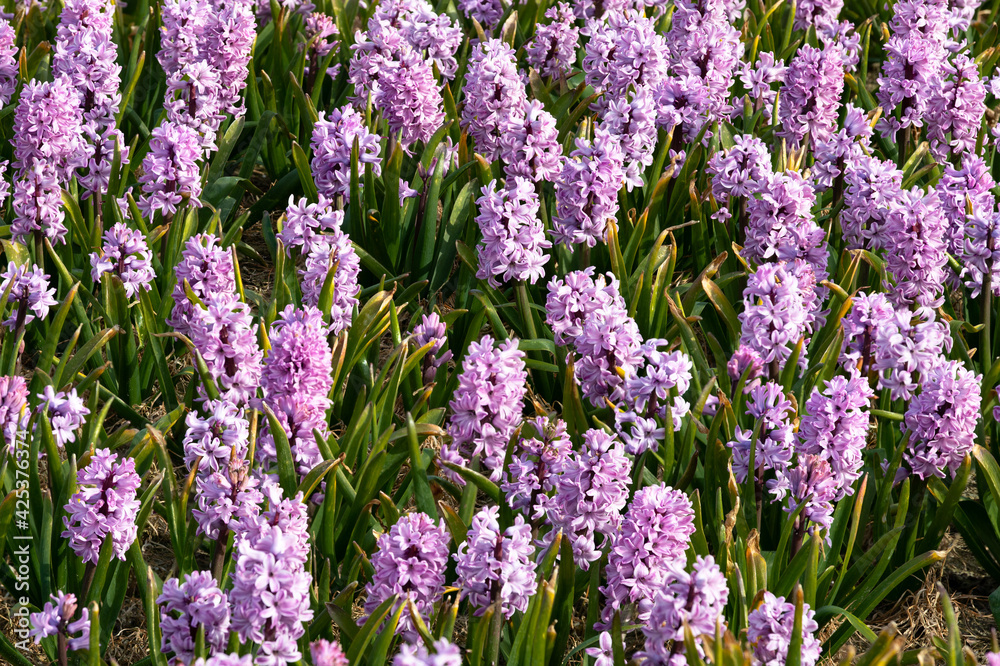 A bulb field full of purple flowering hyacinths in the bulb region in the Netherlands. A bulb field full of purple flowering hyacinths in the bulb region in the Netherlands.