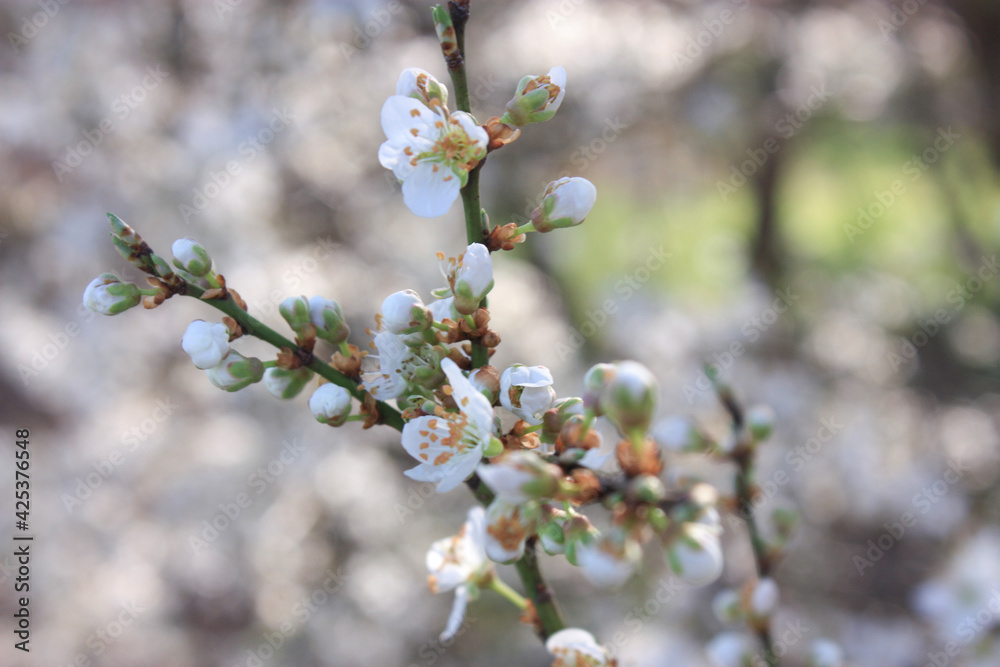 Obraz premium blooming tree