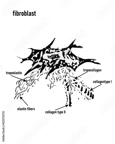 Fibroblast is a dermis cell. Structure of Fibroblast cell,detailed structure of Human. fibroblast cell vector illustration eps involved in production of connective tissue, tendons and ligaments, they 