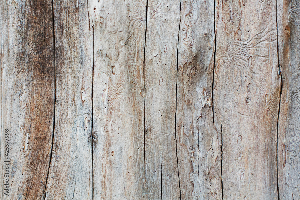 Wood texture with lines bark beetle