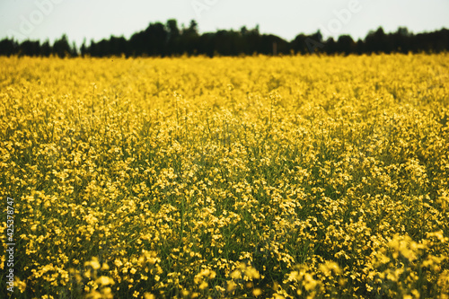 Canola Field, yellow © Captum Creatives