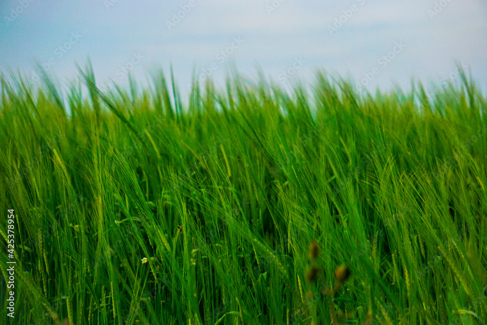 Meadow of tall grass, vibrant green
