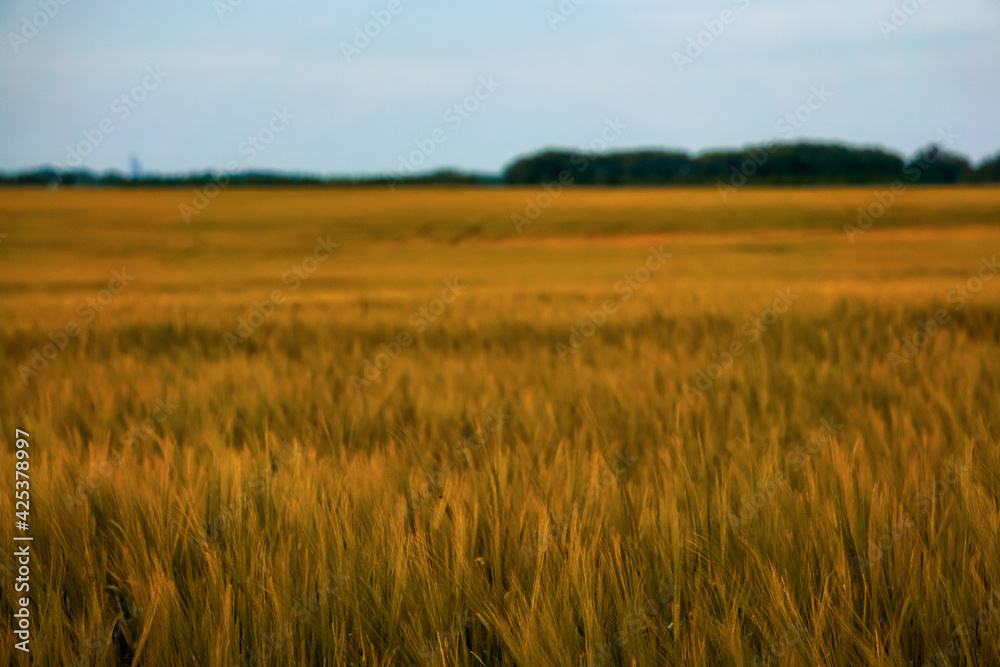 Meadow of wheat