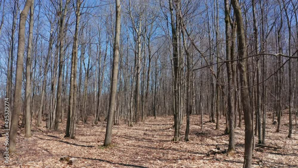 Aerial Drone Passing by and Revealing Maple Trees in Spring at Sugar Shack. Quebec Canada Aerial Drone Passing by and Revealing Maple Trees in Spring at Sugar Shack. Quebec Canada