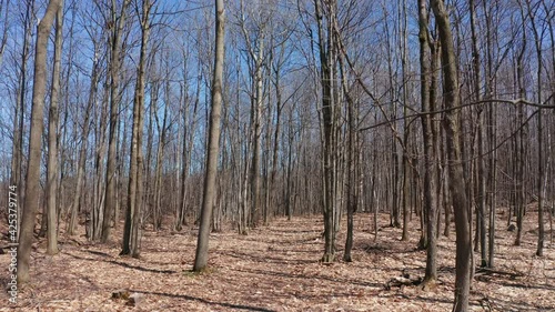 Aerial Drone Passing by and Revealing Maple Trees in Spring at Sugar Shack. Quebec Canada