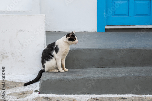 The cat sitting on the stairs against the background of a white facade with a blue door. Typical Greek view on the island of Antiparos. Greece