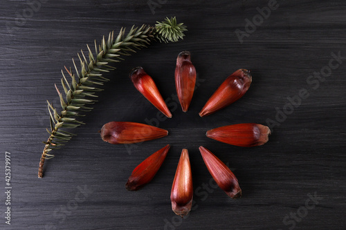 Typical araucaria seeds used as a condiment in Brazilian cuisine in winter. Brazilian pinion nuts in brown and red wooden bowl on gray wooden background