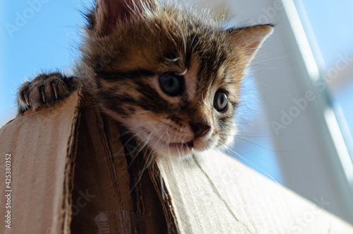 Cute kitten climbing from a box