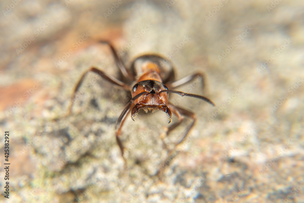 Red Wood Ant