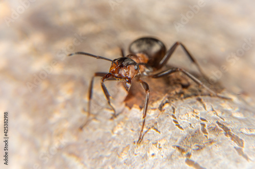 Red Wood Ant © thomasmales