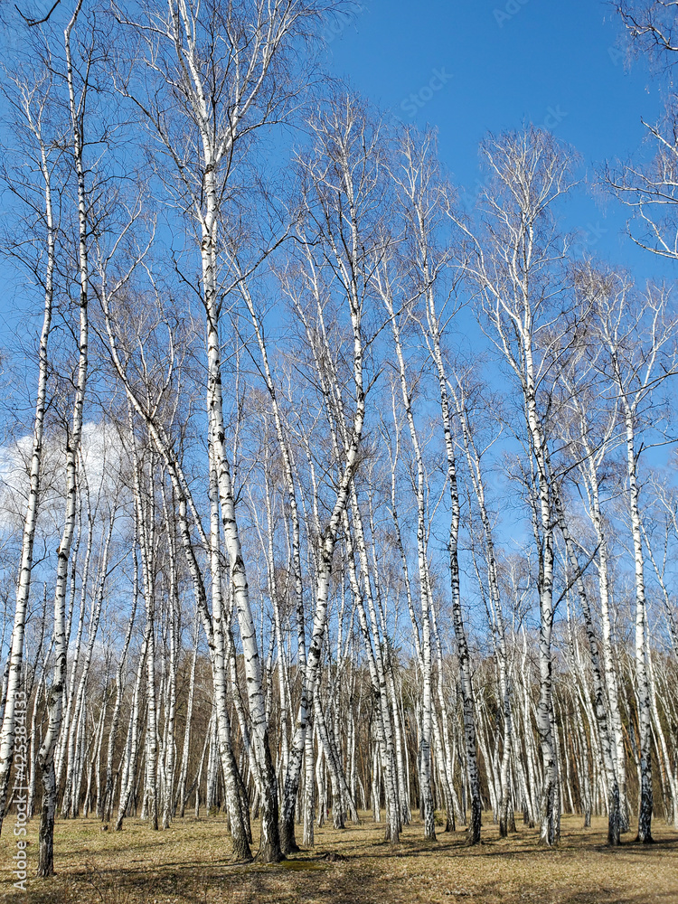 birch forest in winter birch forest in winter