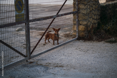 Perro pequeño marrón tras puerta de reja © MiguelAngelJunquera