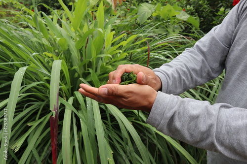 Green fresh citronella plant, medicinal plant and herb, a person is rubbing some leaves in his hand, using in oil as repellent for mosquitoes, room freshener and for cleaning 