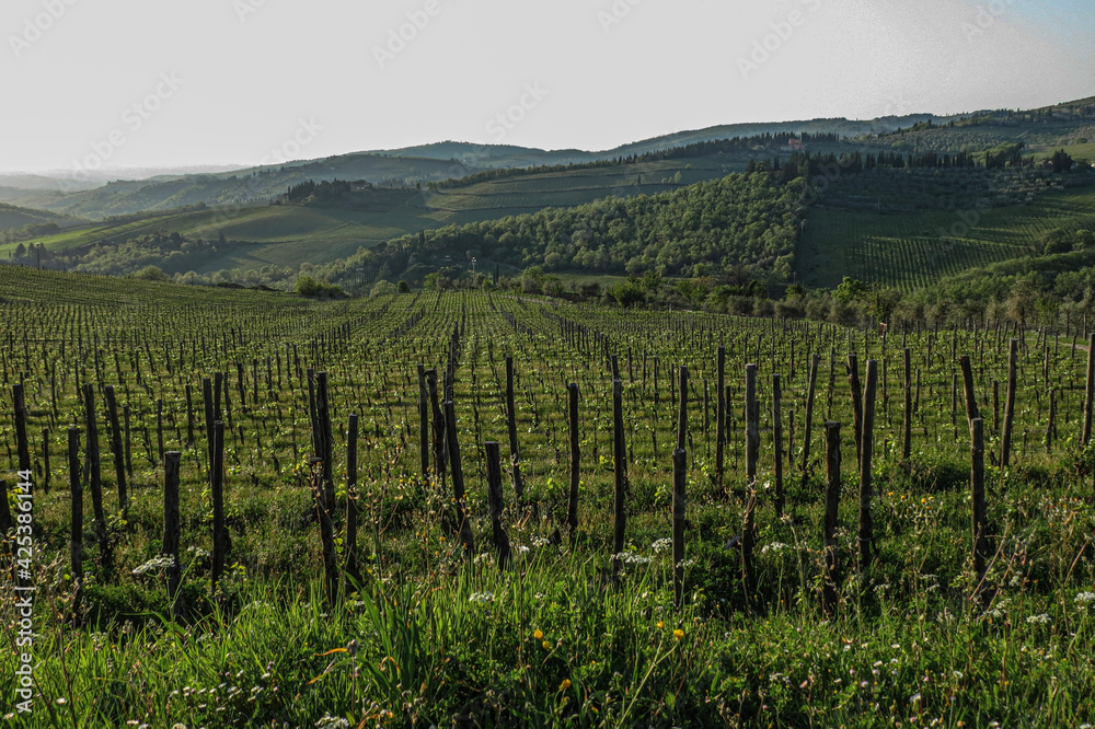 vineyard in Tuscany