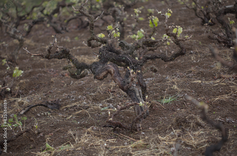 Viticulture of Gran Canaria - nee leaves on old vines, San Mateo area Viticulture of Gran Canaria - nee leaves on old vines, San Mateo area