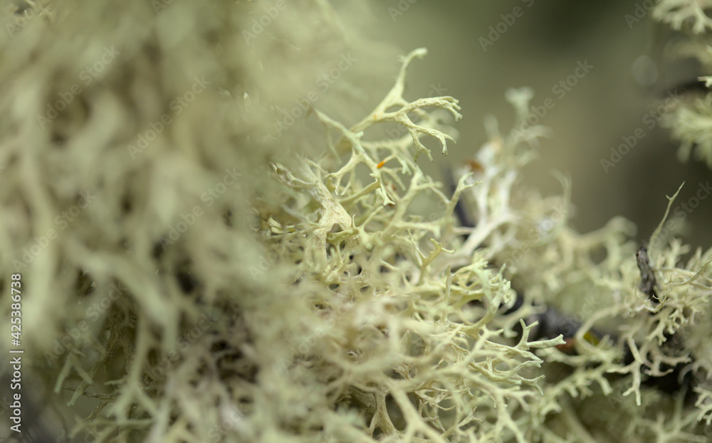 Abandoned garden in humid area, tree lichen-covered trunk, natural macro floral background Abandoned garden in humid area, tree lichen-covered trunk, natural macro floral background