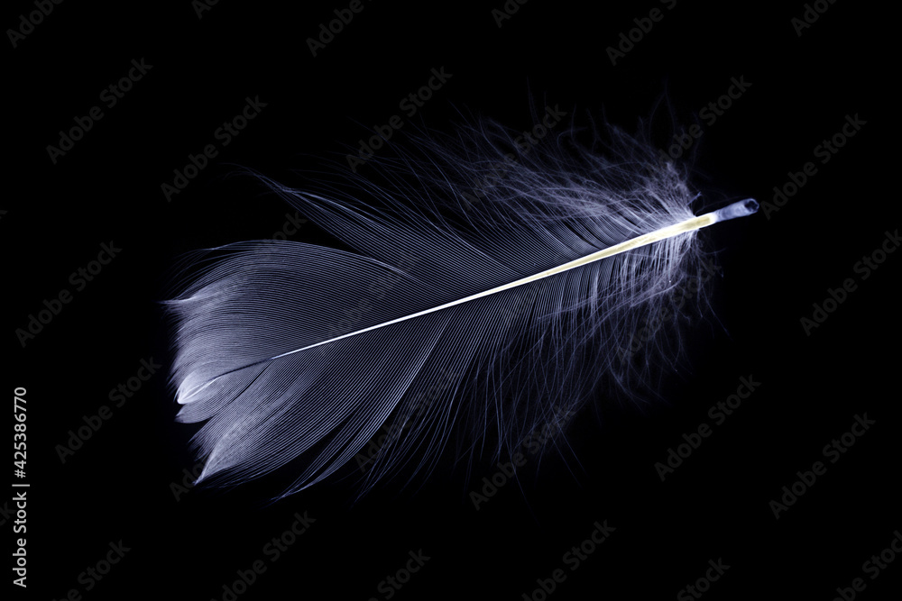 Feather banner. Multicoloured pastel angel feather closeup texture isolated on black background in macro photography. Glamorous sophisticated airy artistic image on soft blurred background.