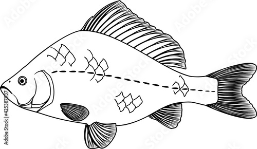 Coloring page with crucian carp isolated on white background