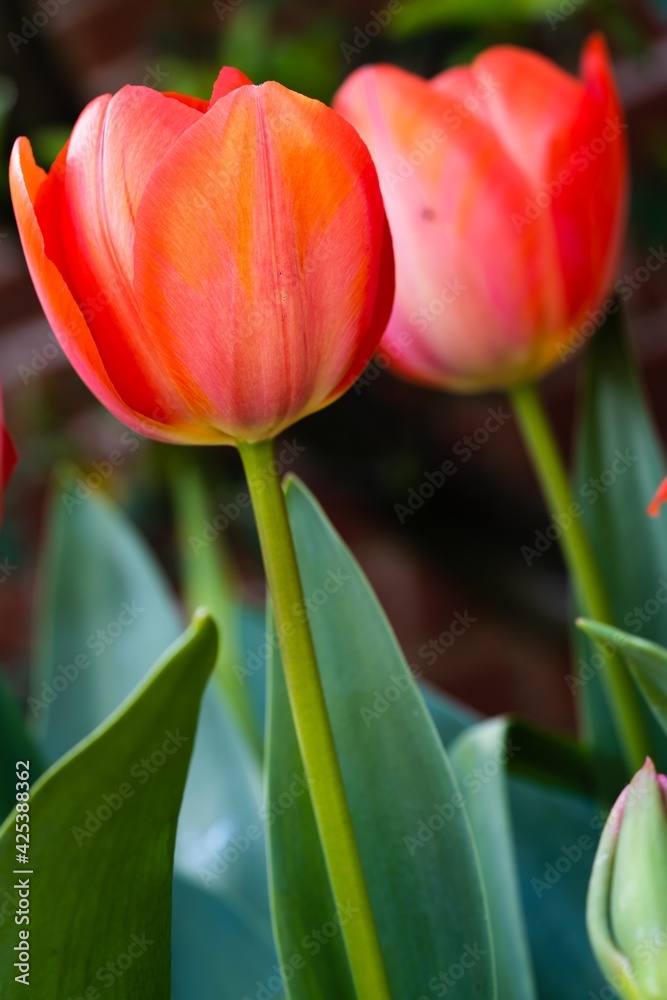 red tulips in the garden red tulips in the garden