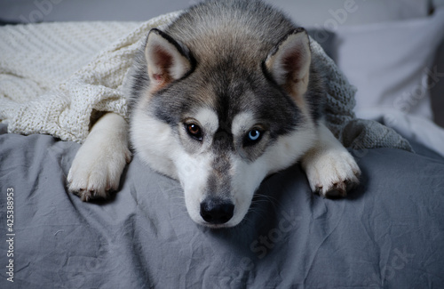 Wolf-like siberian husky with geterochromy lying at the bed