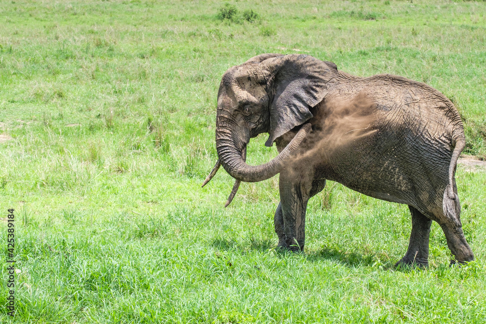 Elephant Throws Dirt on Itself in Tarangire National Park, Tanzania