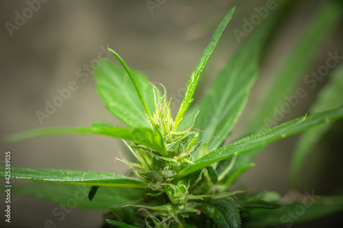 Marijuana Leaves Macro view. the flowers of the hemp strains close to harvest time..stock footage in herb medical concept.