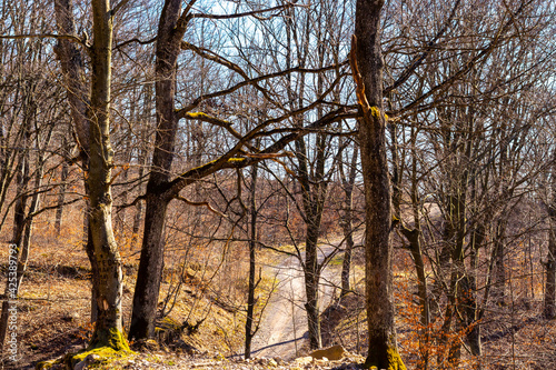 Road through the forest seen among the trees with moss on them, shining from the sun shining brightly on the blue sky.