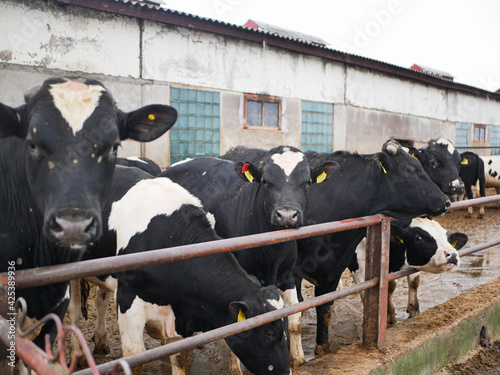 Bulls on a modern farm. Cattle