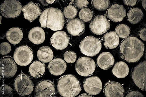 Cut Ends of Logs