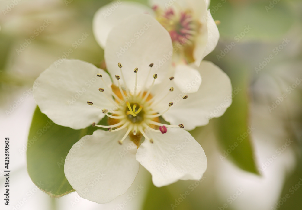 White flowers of pear tree natural macro floral background White flowers of pear tree natural macro floral background
