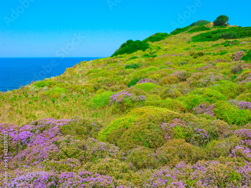 Picturesque landscape with thyme on hillside by the sea. Greece, Sporades, Skiathos island. 