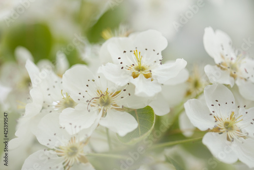 White flowers of pear tree natural macro floral background