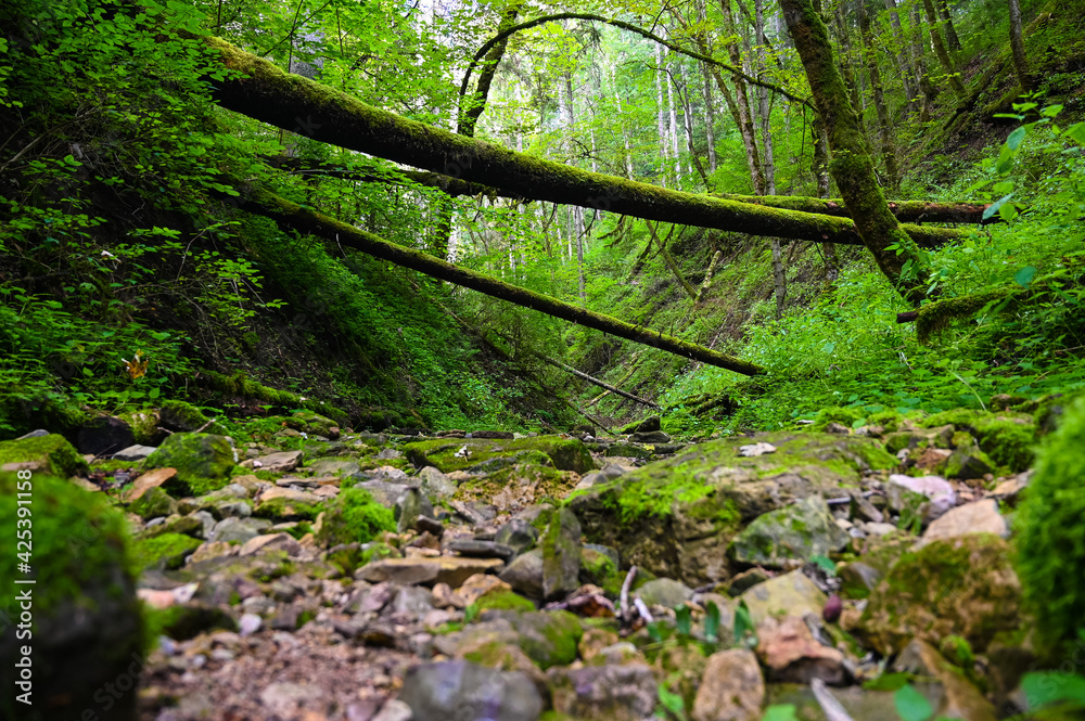 Beautiful scenery showing fallen, mossy tree trunks leading across a riverbed in a forest canyon. Beautiful scenery showing fallen, mossy tree trunks leading across a riverbed in a forest canyon.