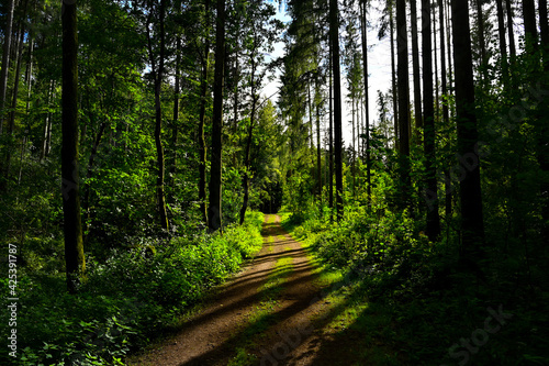 A forest way leading through dark green forest. A little bit sunlight shines between the conifer trees.