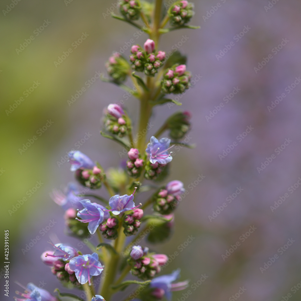 Flora of Gran Canaria - Echium callithyrsum, blue bugloss of Gran Canaria or of Tenteniguada, endemic and vulnerable plant natural macro floral background
Flora of Gran Canaria - Echium callithyrsum, blue bugloss of Gran Canaria or of Tenteniguada, endemic and vulnerable plant natural macro floral background