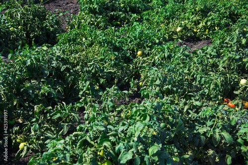 Fototapeta Naklejka Na Ścianę i Meble -  Tomatoes grow on a bush