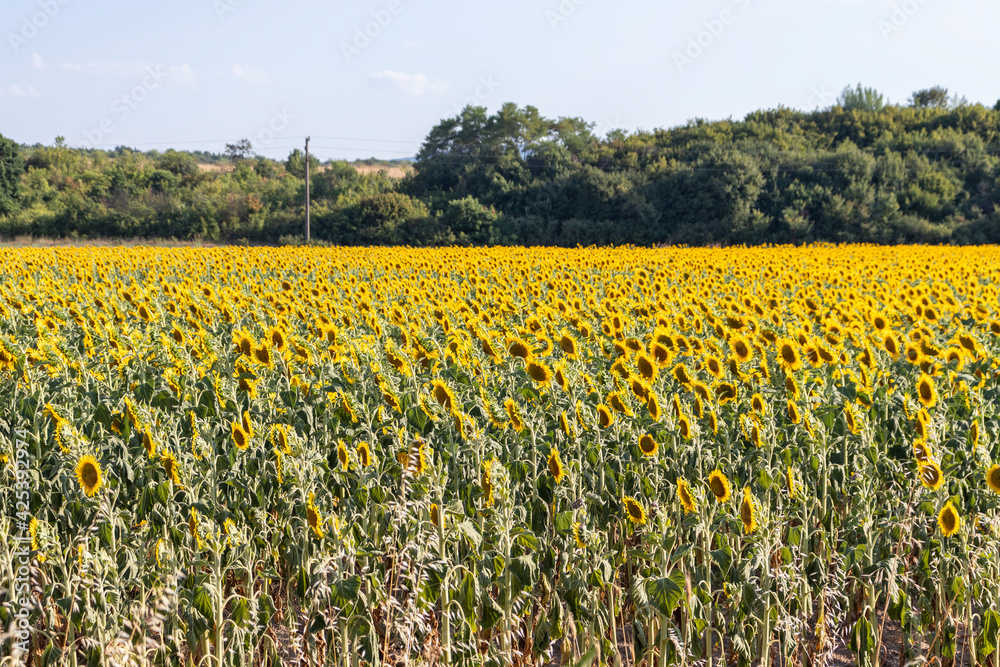 Fototapeta premium Landscape sunflower field near town of Svilengrad, Haskovo Region, Bulgaria
