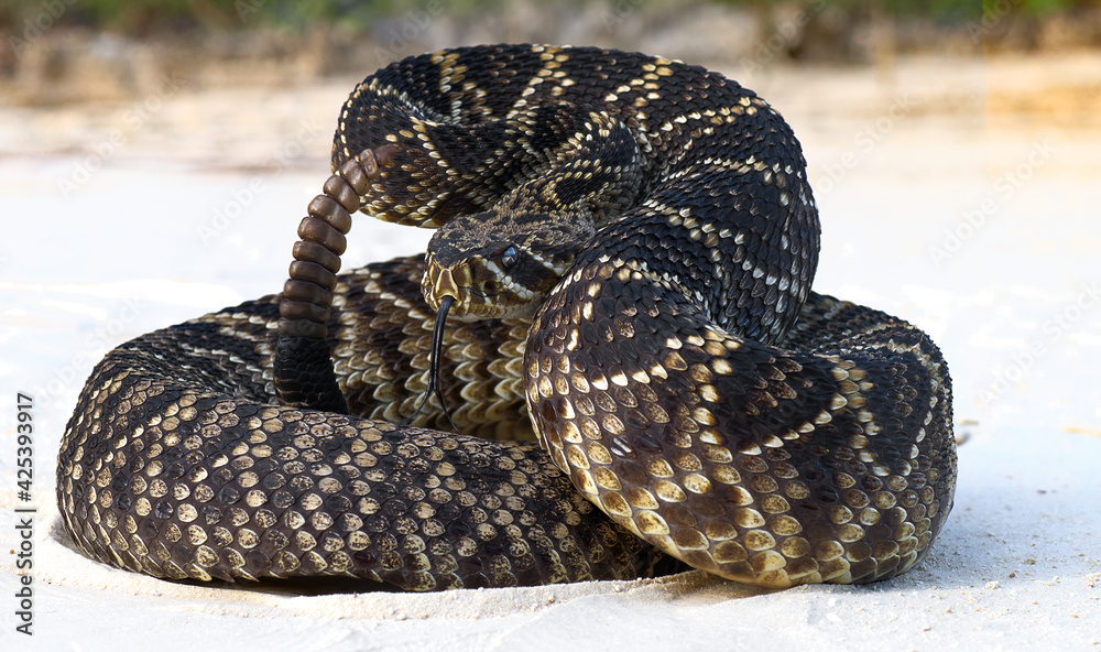 Αυτοκόλλητο eastern diamond back rattlesnake (crotalus adamanteus) coiled in defensive strik