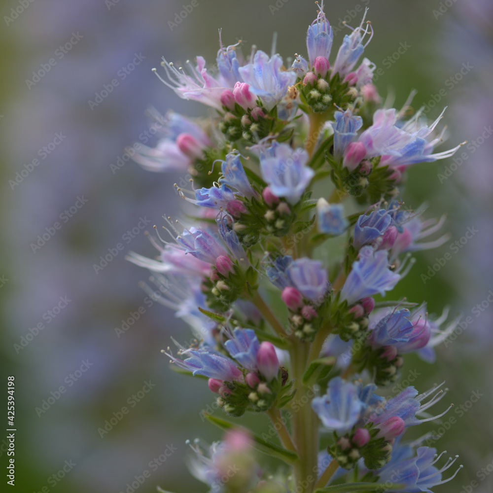 Flora of Gran Canaria -  Echium callithyrsum, blue bugloss of Tenteniguada, endemic to the island,
 natural macro floral background
