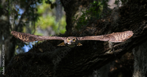 Obraz na plátne great horned owl adult (bubo virginianus) flying towards camera from oak tree, y