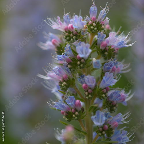 Flora of Gran Canaria - Echium callithyrsum, blue bugloss of Tenteniguada, endemic to the island, natural macro floral background 