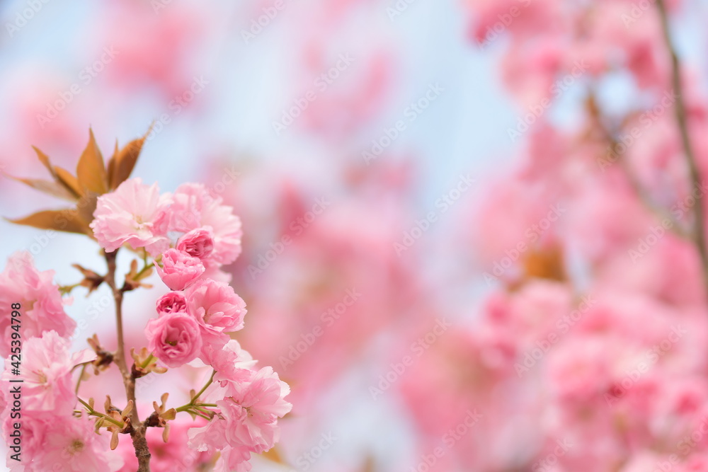 Wallpaper di fiori di ciliegio rosa con sfondo sfocato