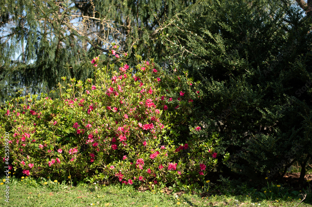 spring bush with pink flowers