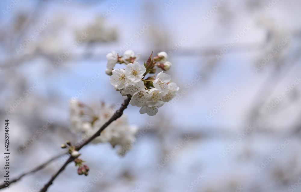Horticulture of Gran Canaria - fruit trees blossoming in spring, March, natural macro floral background
Horticulture of Gran Canaria - fruit trees blossoming in spring, March, natural macro floral background