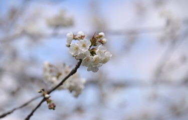 Papier peint photo  Horticulture of Gran Canaria -  fruit trees blossoming in spring, March, natural macro floral background   © Tamara Kulikova