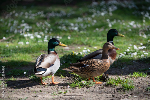 group of mallards in the park