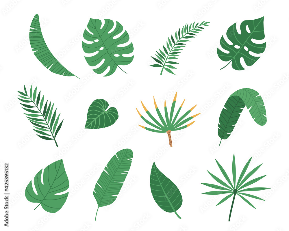 Tropical exotic plants leaves set isolated on white background. Vector illustration Tropical exotic plants leaves set isolated on white background. Vector illustration