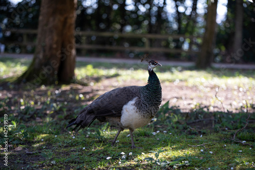 peacock outdoors in the park